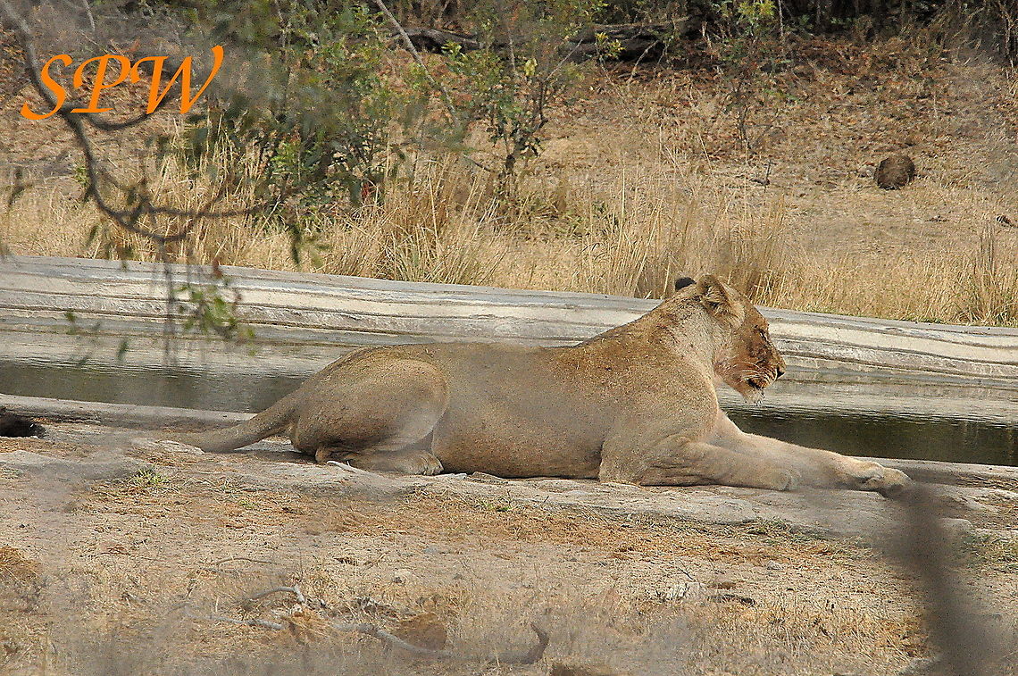 Lion-do_they_ever_hunt Taken in Kruger national park, South Africa. Lion,Panthera leo,South Africa