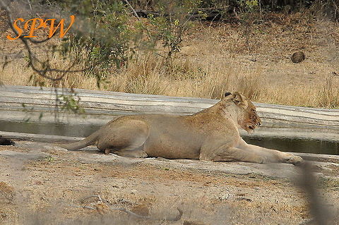 Lion-do_they_ever_hunt Taken in Kruger national park, South Africa. Lion,Panthera leo,South Africa