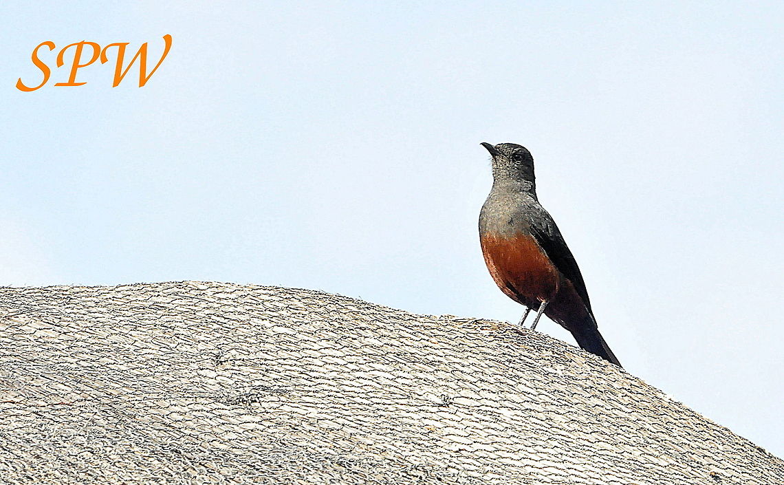Mocking_Cliff_Chat-Female Taken in Kruger national park, South Africa. Mocking Cliff Chat,South Africa,Thamnolaea cinnamomeiventris