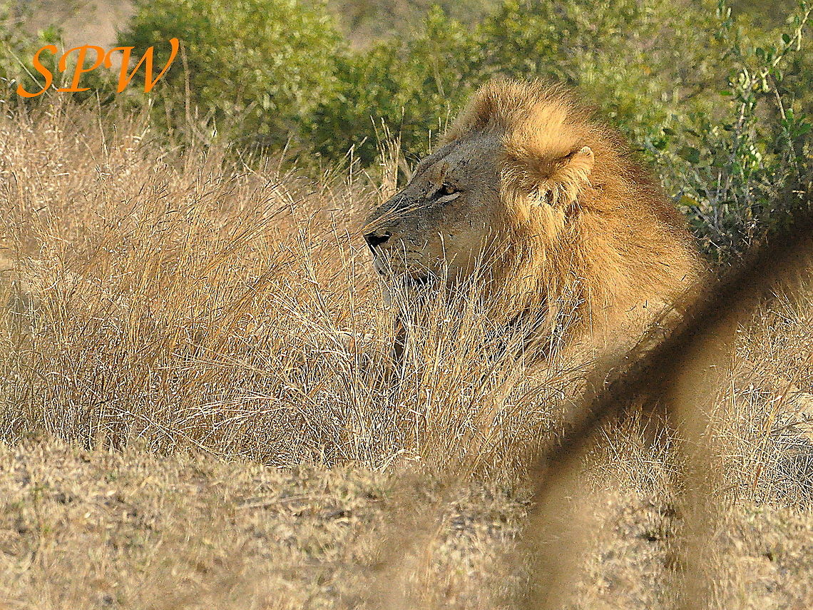 Lion-relax_time! Taken in Kruger national park, South Africa. Lion,Panthera leo,South Africa