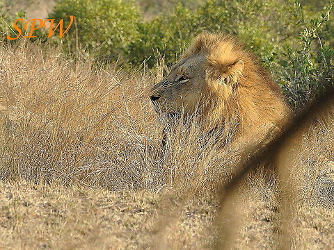 Lion-relax_time! Taken in Kruger national park, South Africa. Lion,Panthera leo,South Africa