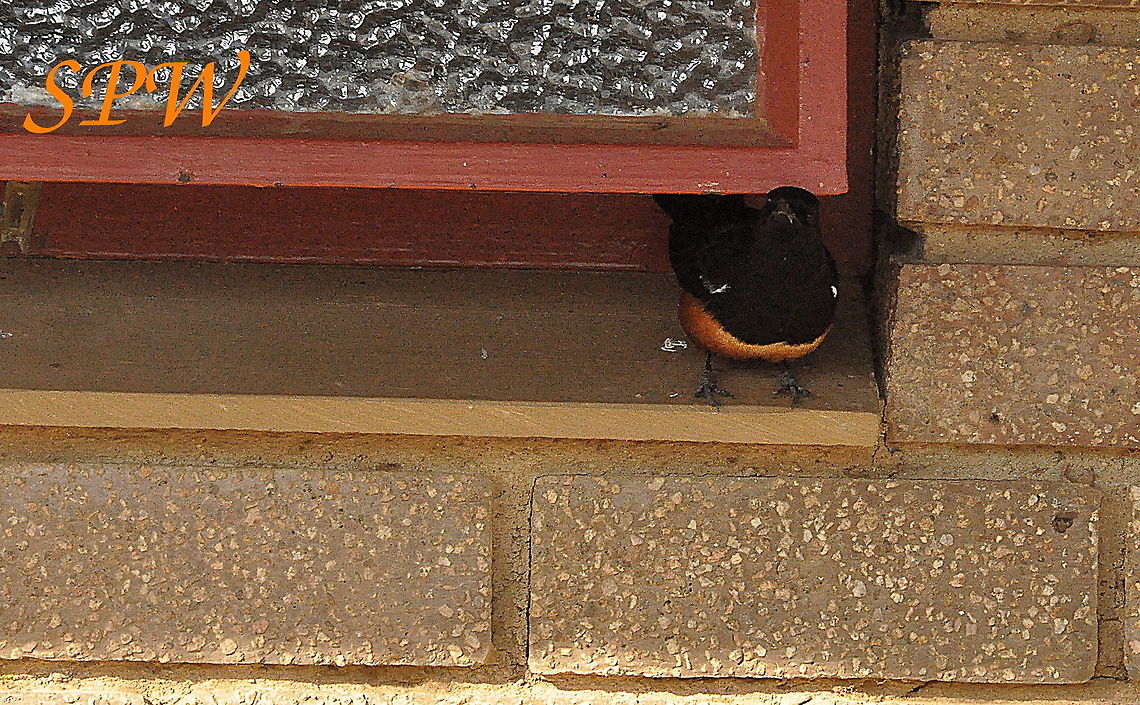 Mocking_Cliff_Chat-Male Taken in Kruger national park, South Africa. Mocking Cliff Chat,South Africa,Thamnolaea cinnamomeiventris