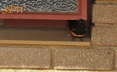 Mocking_Cliff_Chat-Male Taken in Kruger national park, South Africa. Mocking Cliff Chat,South Africa,Thamnolaea cinnamomeiventris
