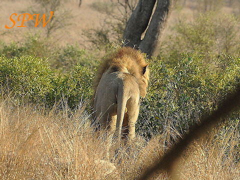 Lion-okay_now_time_for_a_little_walk,_nothing_too_strenious_of_course! Taken in Kruger national park, South Africa. A nice behind view of one big beast. Lion,Panthera leo,South Africa