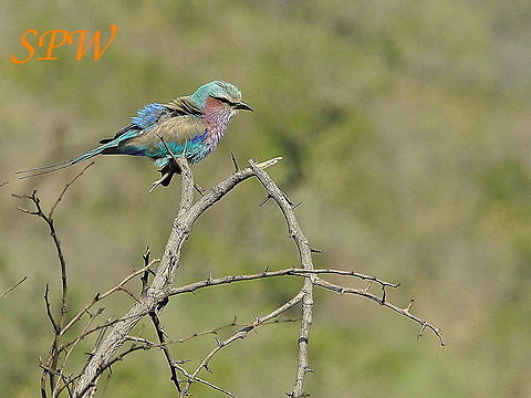 Lilac-breasted_Roller5 Taken in South Africa Coracias caudatus,Lilac-breasted Roller,South Africa