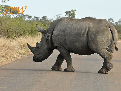 Rhinoceros-dont_rush_me,_theres_plenty_of_time! Taken in South Africa Ceratotherium simum,South Africa,White rhinoceros