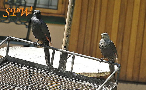 Red-winged_Starling-a_lovely_pair Taken in dragonsberg, South Africa Onychognathus morio,Red-winged Starling,South Africa