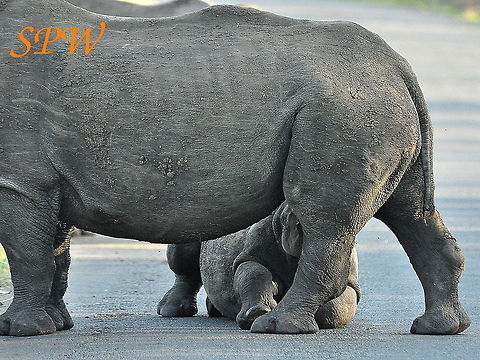 Rhinoceros-I_dont_care_if_you_are_in_a_hurry,_Im_hungry!! Taken in South Africa. The youngster was not amused when the mother moved on, after a little encouragement from our car. You could hear it complaining loud and clear. Ceratotherium simum,South Africa,White rhinoceros