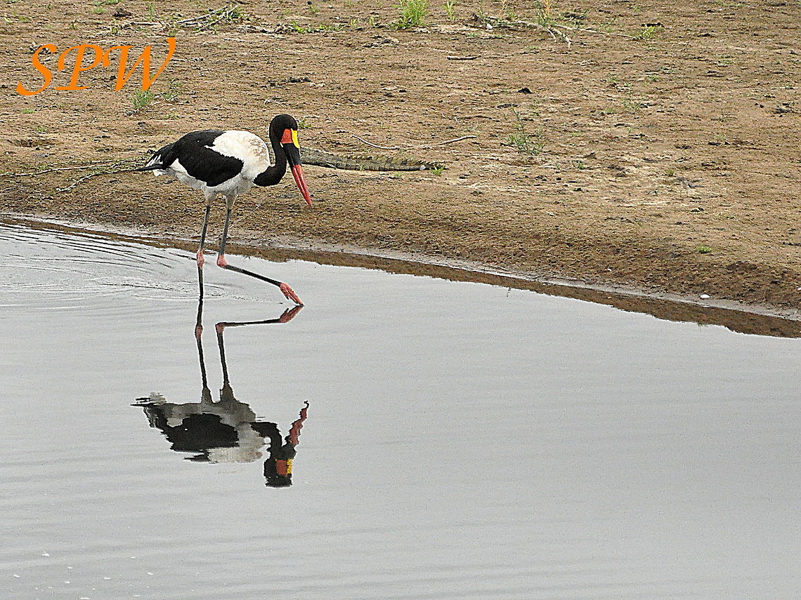 Saddle-billed_Stork-dont_I_look_nice_in_the_mirror! Taken in South Africa Ephippiorhynchus senegalensis,Saddle-billed Stork,South Africa
