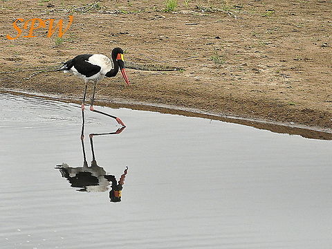 Saddle-billed_Stork-dont_I_look_nice_in_the_mirror! Taken in South Africa Ephippiorhynchus senegalensis,Saddle-billed Stork,South Africa
