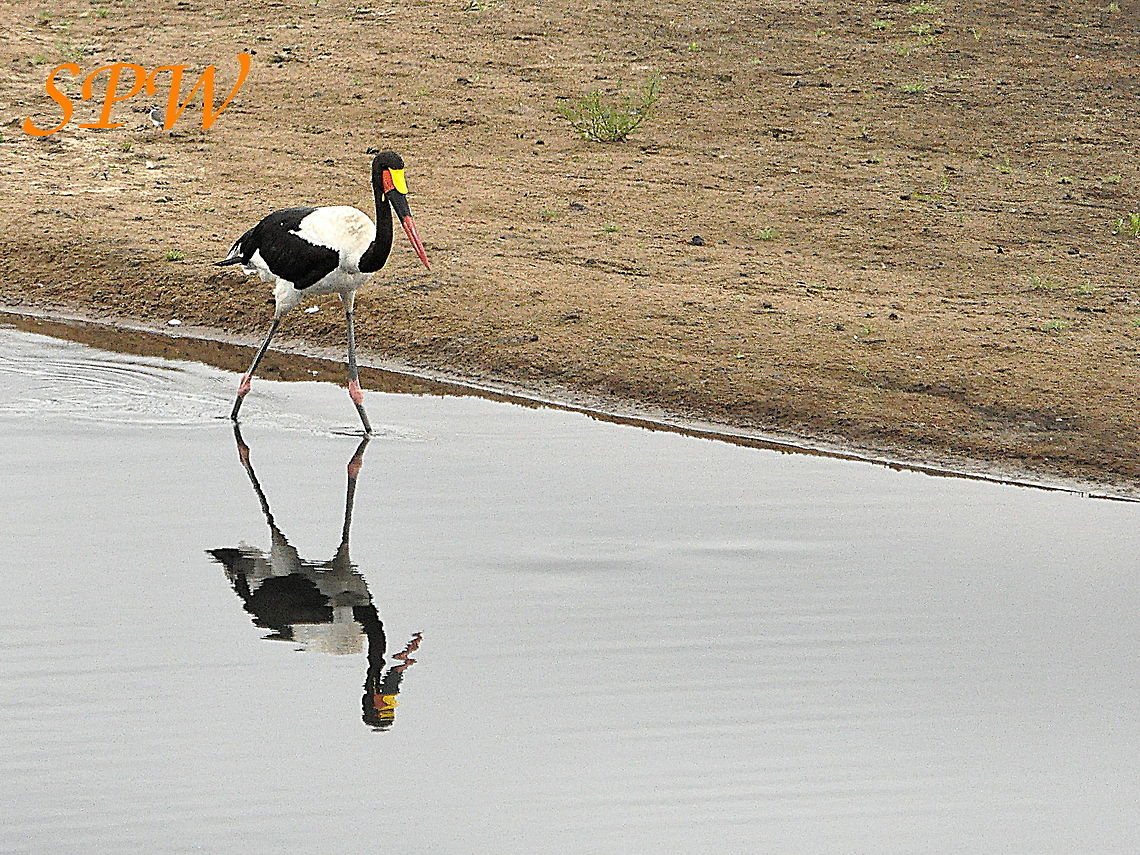 Saddle-billed_Stork-I_still_look_nice_in_the_mirror! Taken in South Africa Ephippiorhynchus senegalensis,Saddle-billed Stork,South Africa