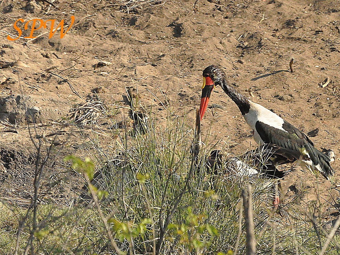 Saddle-billed_Stork-arent_you_a_bit_big_to_be_fed Taken in South Africa Ephippiorhynchus senegalensis,Saddle-billed Stork,South Africa