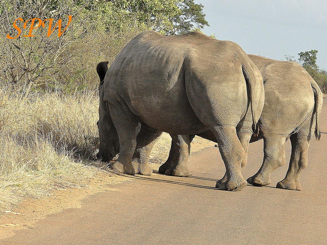 Rhinoceros-perfect_harmony Taken in South Africa Ceratotherium simum,South Africa,White rhinoceros