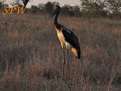 Saddle-billed_Stork-no_I_am_not_too_young_to_be_fed! youngster still being fed. Taken in South Africa Ephippiorhynchus senegalensis,Saddle-billed Stork,South Africa