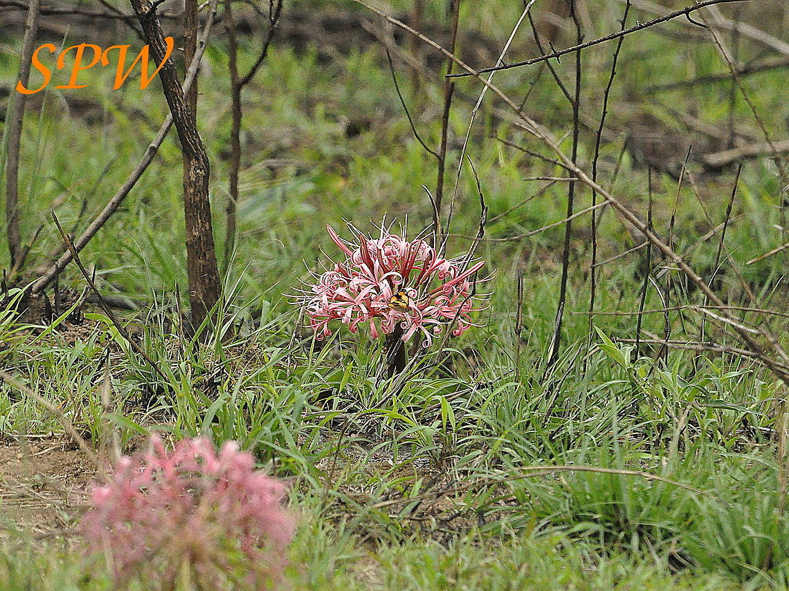 South_African_flower_with_butterfly-no_idea_what_either_is  Junonia hierta,South Africa,Yellow Pansy