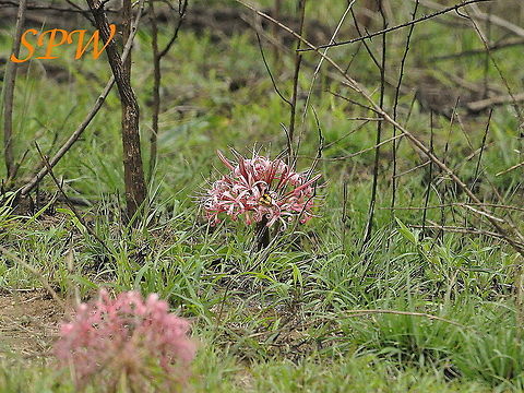South_African_flower_with_butterfly-no_idea_what_either_is  Junonia hierta,South Africa,Yellow Pansy