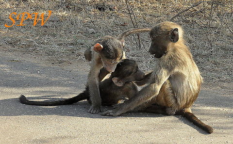 Savanna_(Chacma)_Baboon3  Chacma baboon,Papio ursinus,South Africa