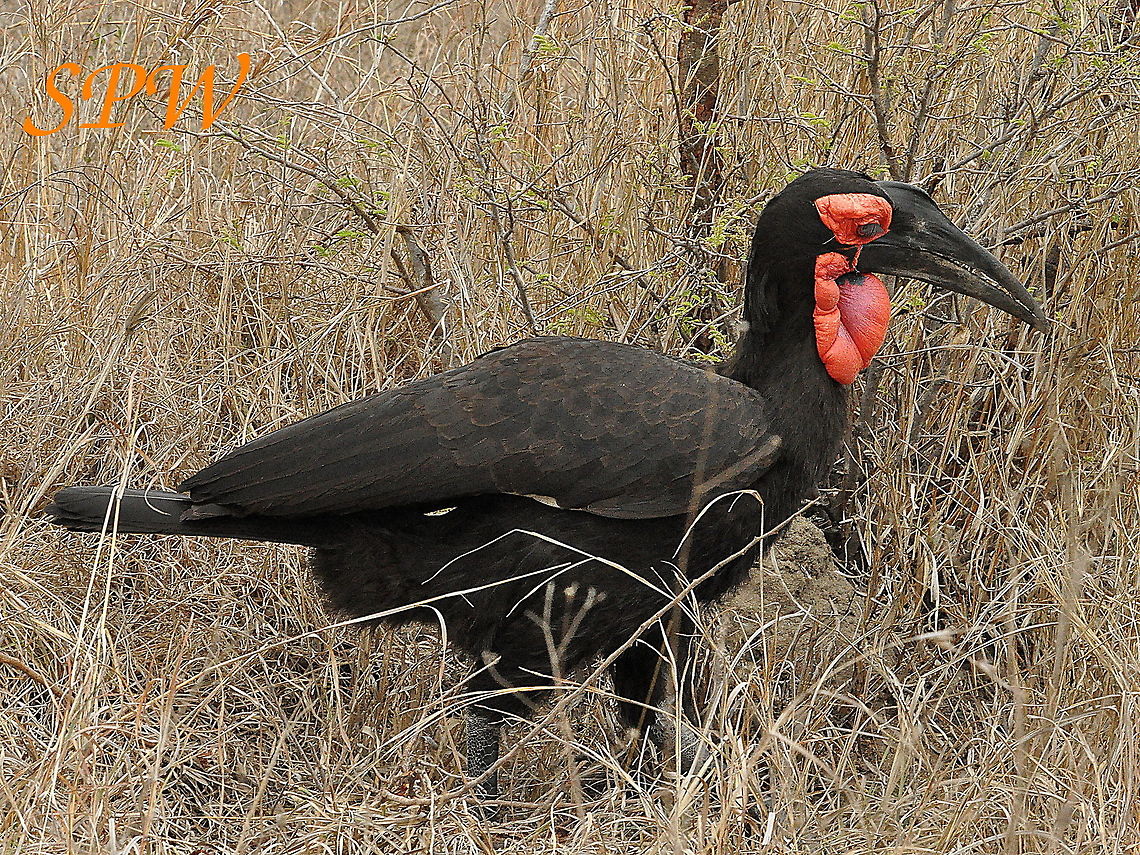 Southern_Ground_Hornbill-dad Taken in South Africa Bucorvus leadbeateri,South Africa,Southern Ground Hornbill