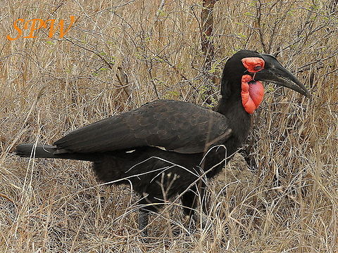 Southern_Ground_Hornbill-dad Taken in South Africa Bucorvus leadbeateri,South Africa,Southern Ground Hornbill