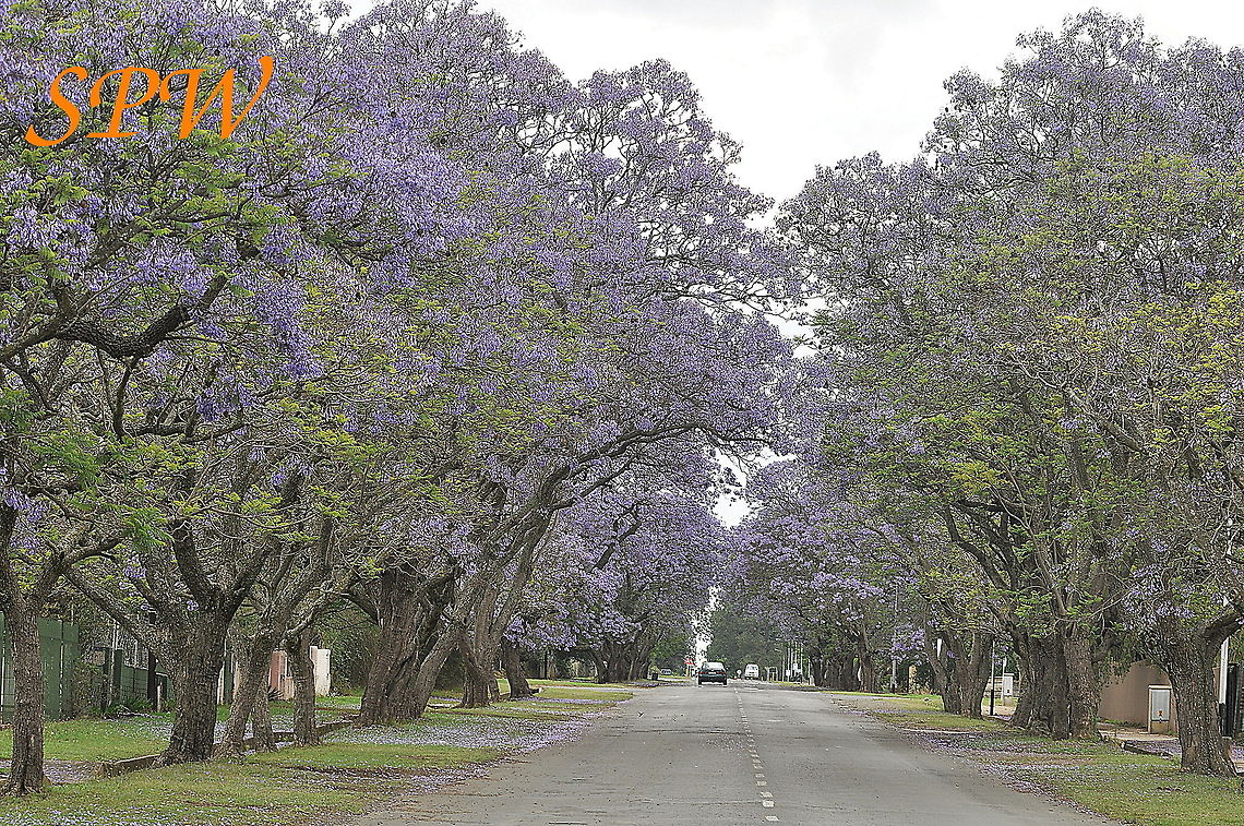 South_African_tree Taken in South Africa Invasive species,Jacaranda mimosifolia,South Africa