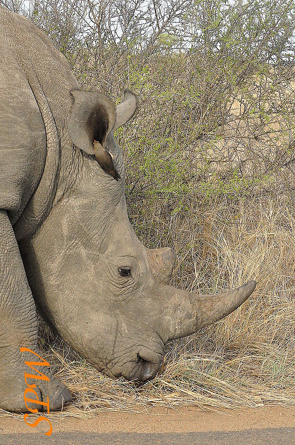 Rhinoceros-yum_yum1!  Ceratotherium simum,South Africa,White rhinoceros
