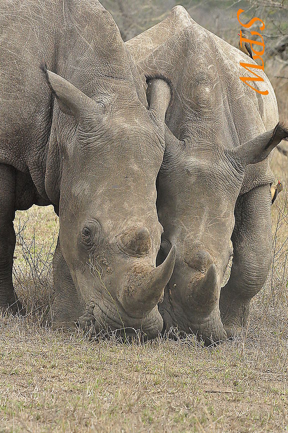 Rhinoceros-now_thats_what_I_call_harmony Taken in South Africa Ceratotherium simum,South Africa,White rhinoceros