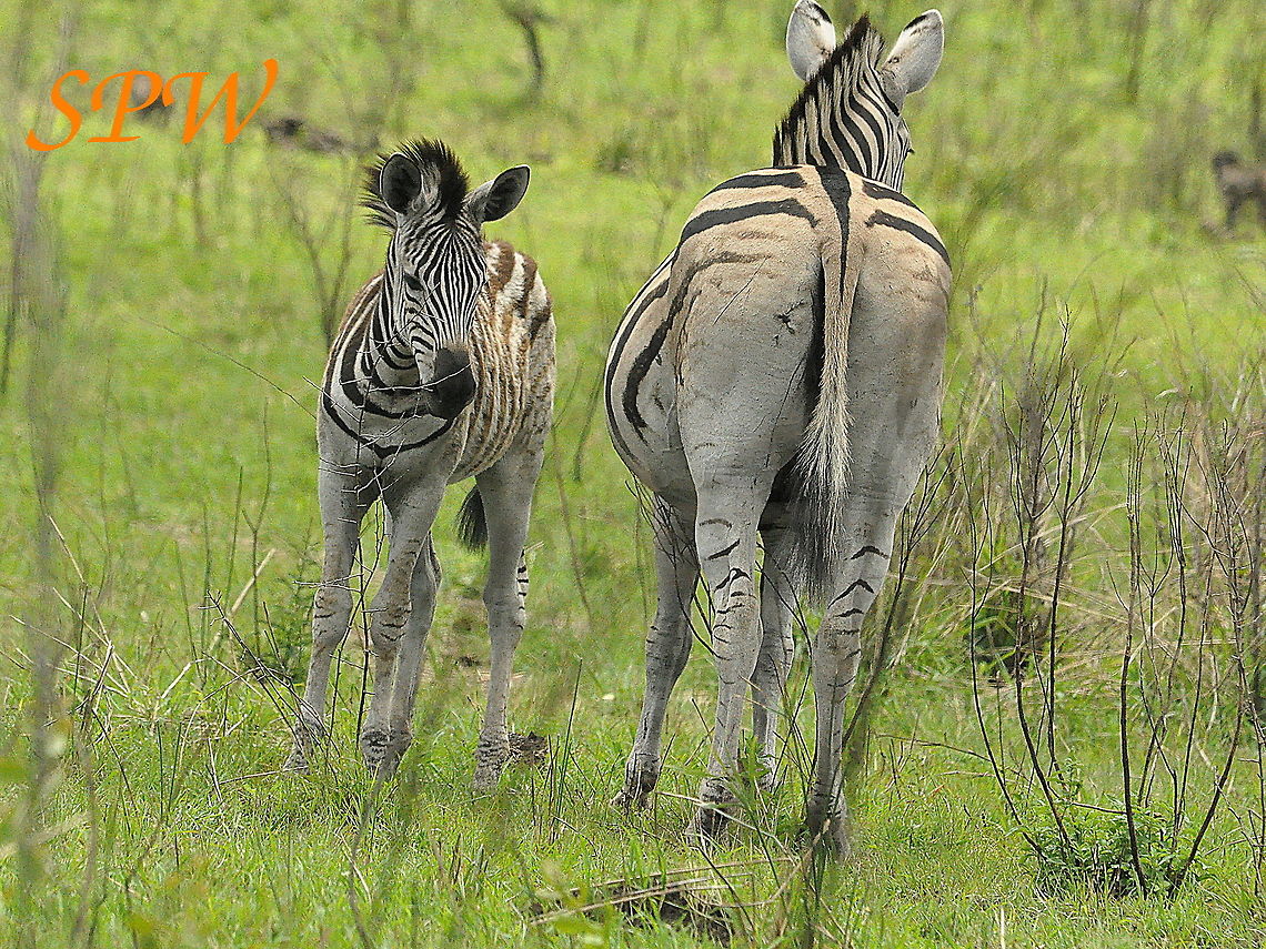 Zebra-why_isnt_my_backside_more_beautiful_than_junior Taken in South Africa Burchells zebra,Equus quagga,Equus quagga burchellii,Plains zebra,South Africa