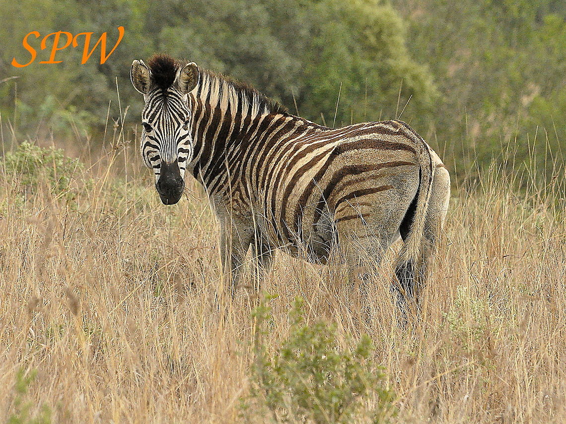 Zebra3 Taken in South Africa Burchells zebra,Equus quagga burchellii,South Africa