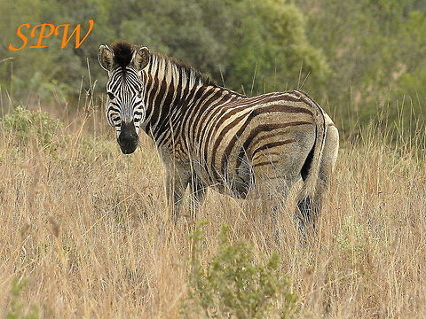 Zebra3 Taken in South Africa Burchells zebra,Equus quagga burchellii,South Africa