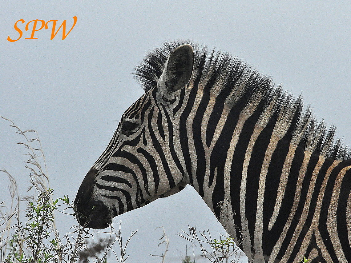 Zebra4 Taken in South Africa Burchells zebra,Equus quagga,Equus quagga burchellii,Plains zebra,South Africa