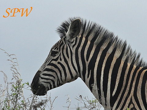 Zebra4 Taken in South Africa Burchells zebra,Equus quagga,Equus quagga burchellii,Plains zebra,South Africa