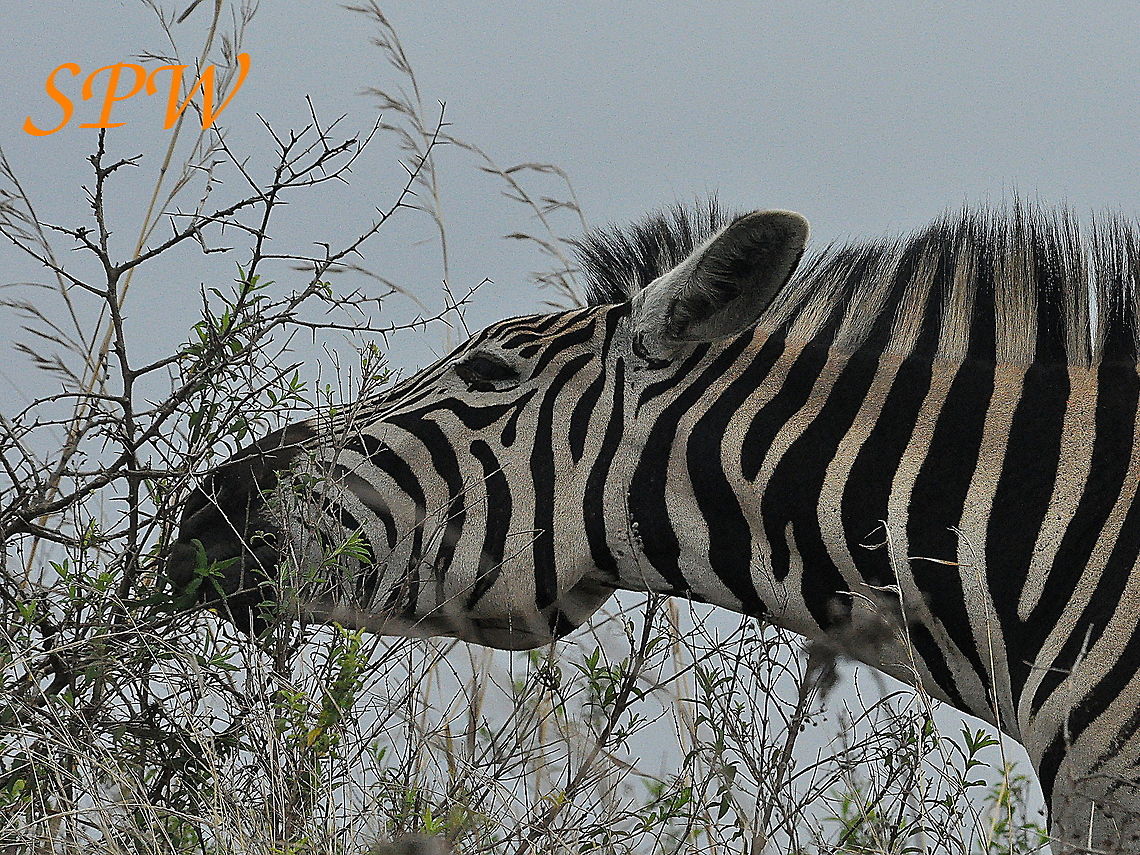 Zebra5 Taken in South Africa Burchells zebra,Equus quagga burchellii,South Africa