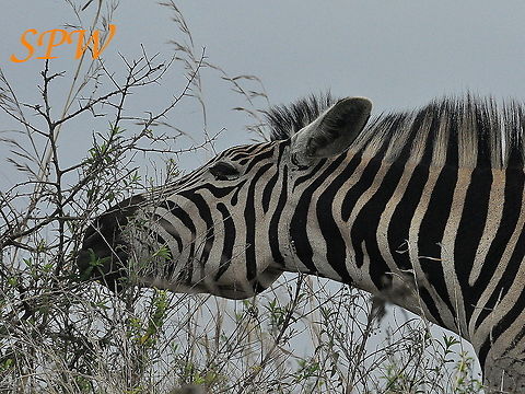 Zebra5 Taken in South Africa Burchells zebra,Equus quagga burchellii,South Africa