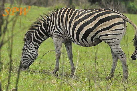 Zebra2 Taken in South Africa Burchells zebra,Equus quagga burchellii,South Africa