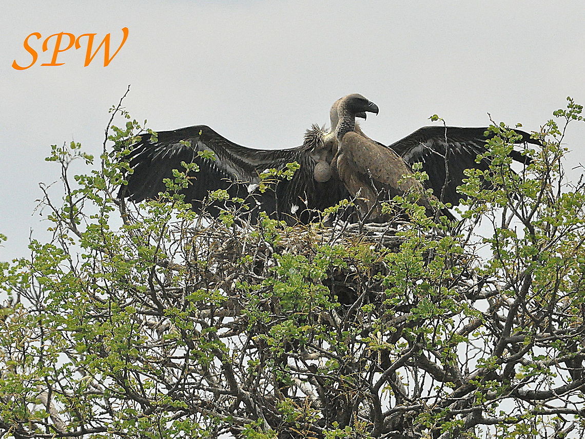 White-backed_Vulture-1-2-3_stretch_those_wings! Taken in South Africa Gyps africanus,South Africa,White-backed Vulture