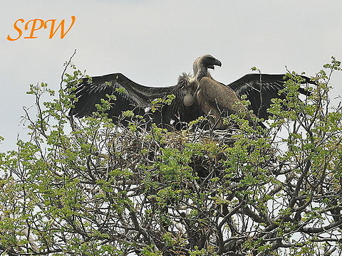 White-backed_Vulture-1-2-3_stretch_those_wings! Taken in South Africa Gyps africanus,South Africa,White-backed Vulture