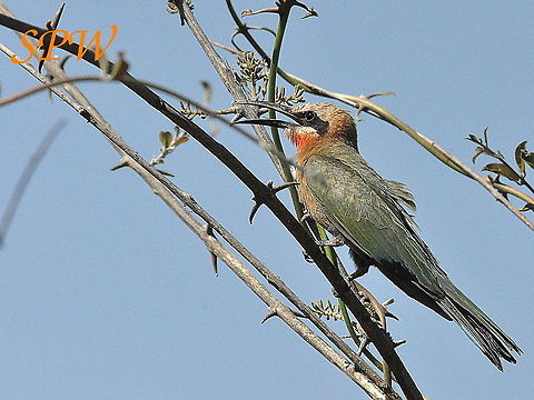 White-fronted_Bee-eater-singing_away Taken in South Africa Merops bullockoides,South Africa,White-fronted Bee-Eater