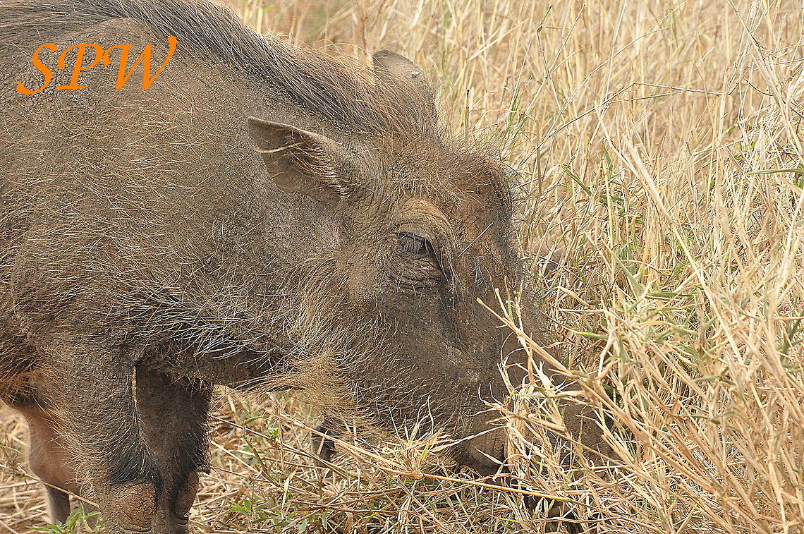 Warthog_family-sorry_mum,_youre_not_so_cute! Taken in South Africa Phacochoerus africanus,South Africa,Warthog