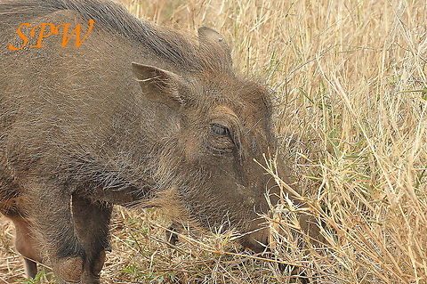 Warthog_family-sorry_mum,_youre_not_so_cute! Taken in South Africa Phacochoerus africanus,South Africa,Warthog