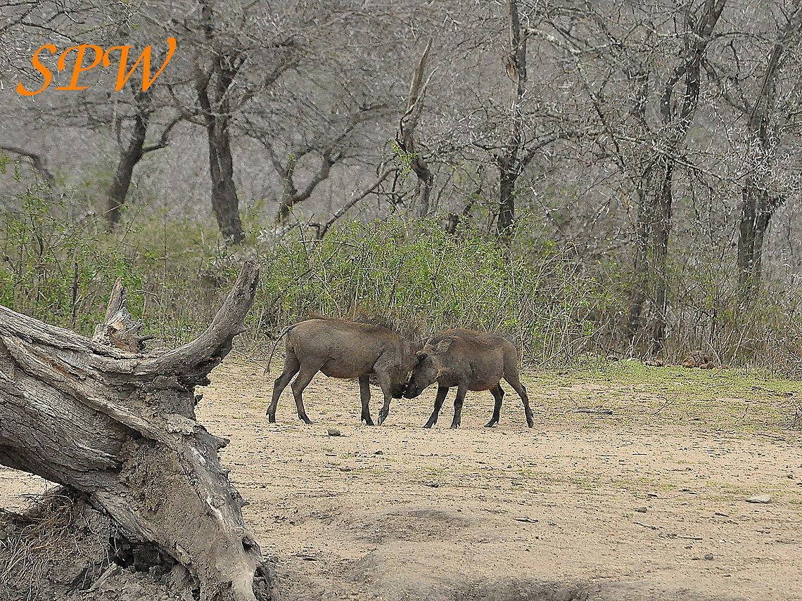 Warthogs-brother,_you_are_not_the_strongest!! Taken in South Africa South Africa