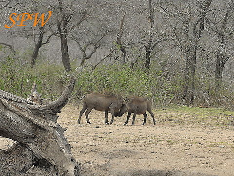 Warthogs-brother,_you_are_not_the_strongest!! Taken in South Africa South Africa