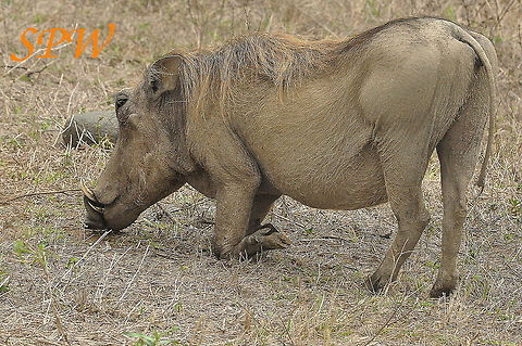 Warthog-okay_so_I_get_down_on_my_knees_for_everything Taken in South Africa Phacochoerus africanus,South Africa,Warthog