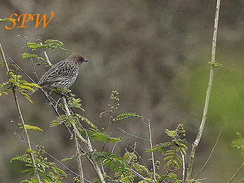 Violet-backed_Starling-female Taken in South Africa South Africa
