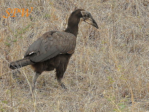 Southern_Ground_Hornbill-junior Taken in South Africa Bucorvus leadbeateri,South Africa,Southern Ground Hornbill