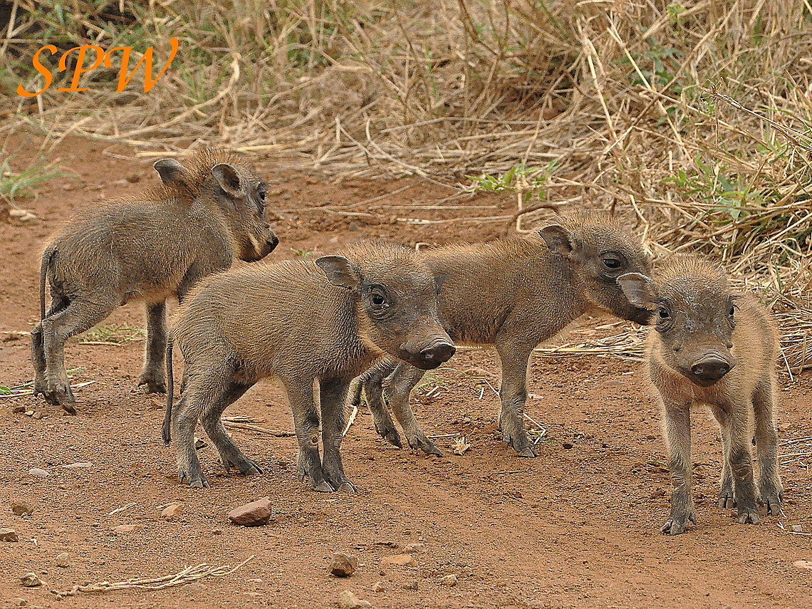 Warthog_family-arent_they_cute!! Taken in South Africa Phacochoerus africanus,South Africa,Warthog