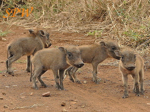 Warthog_family-arent_they_cute!! Taken in South Africa Phacochoerus africanus,South Africa,Warthog
