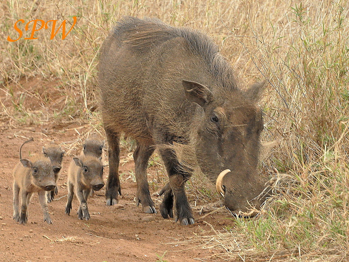 Warthog_family-ahh Taken in South Africa Phacochoerus africanus,South Africa,Warthog