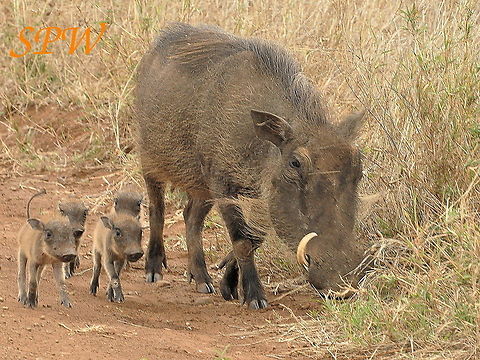 Warthog_family-ahh Taken in South Africa Phacochoerus africanus,South Africa,Warthog