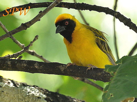 Southern_Masked-Weaver3 Taken in South Africa Ploceus velatus,South Africa,Southern masked weaver