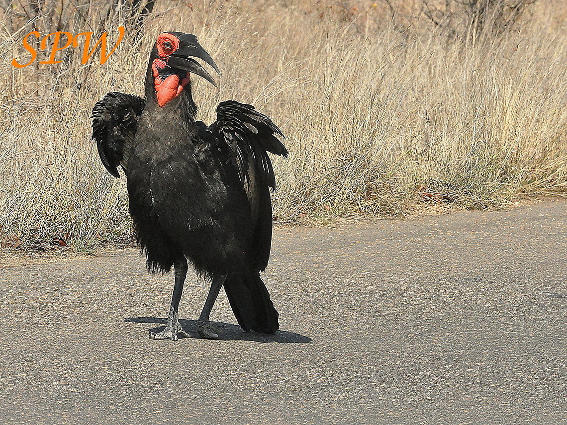 Southern_Ground_Hornbill-doing_the_strut! Taken in South Africa Bucorvus leadbeateri,South Africa,Southern Ground Hornbill